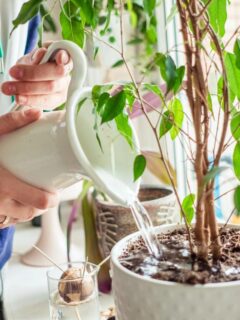 Person pouring water from a white jug into a potted indoor tree by the window, caring for houseplants at home.