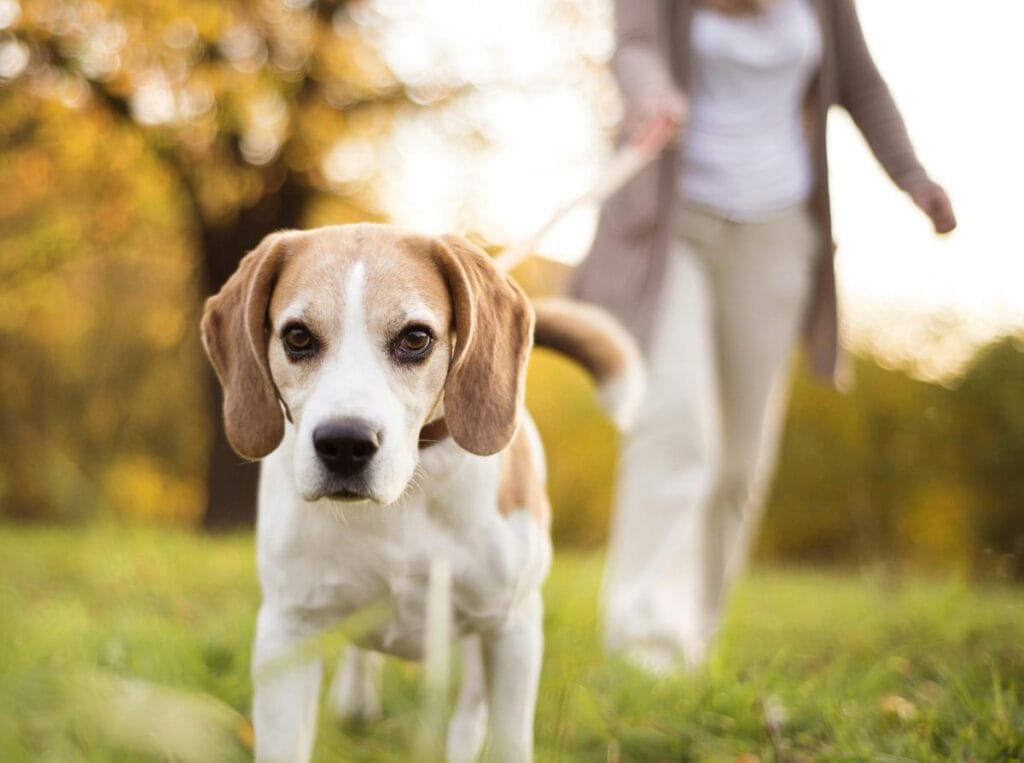 Beagle on a leash walking through a grassy park, closely watched by a professional dog walker in the background.