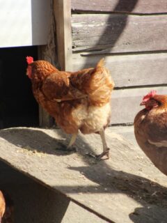 Brown hens walking up a wooden ramp into a backyard chicken coop, showing safe coop access for free-range chickens.