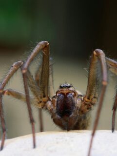 Close-up of a large brown spider with hairy legs on a smooth surface, highlighting its detailed features and natural appearance.