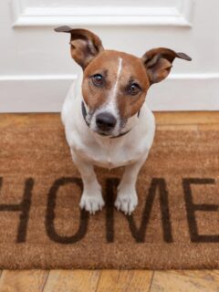 A small dog sits on a coir doormat with the word 