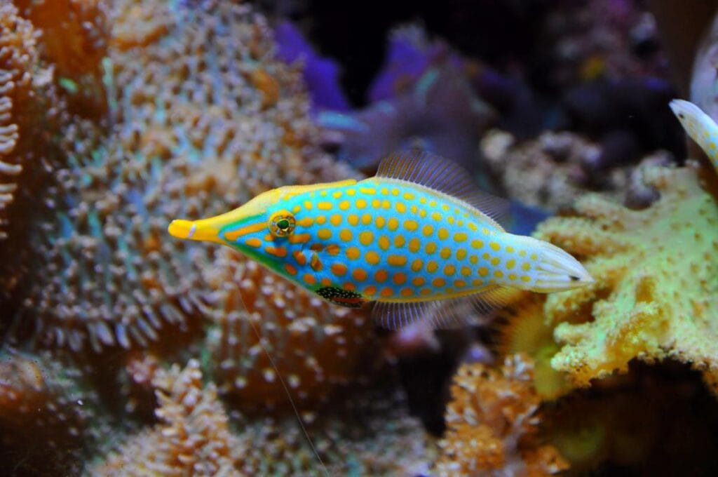 Close-up of an orange-spotted filefish (Oxymonacanthus longirostris) swimming near colorful coral in an aquarium setting at the Academy of Sciences - a great experience for kids interested in STEM.