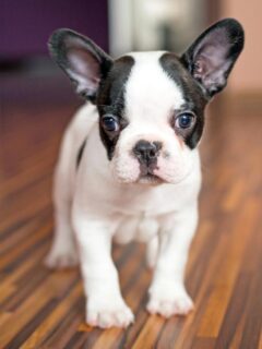 A close-up of a curious French Bulldog puppy standing on a wooden floor, with big ears perked up and bright eyes looking toward the camera.