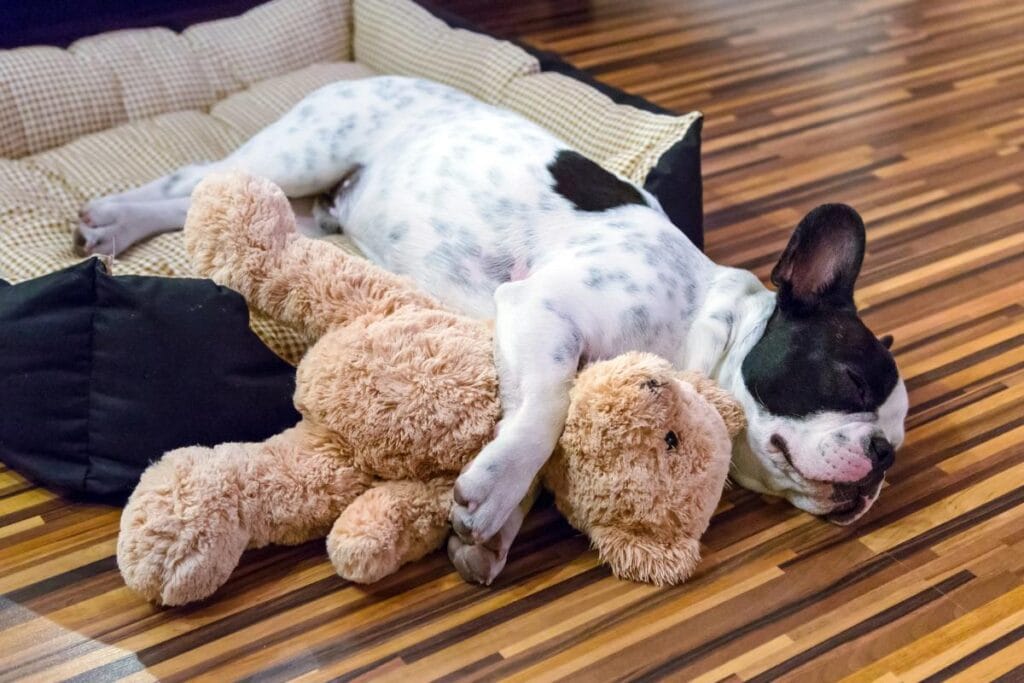 A French Bulldog peacefully sleeping in a cozy dog bed while cuddling a plush teddy bear, resting on a warm wooden floor.