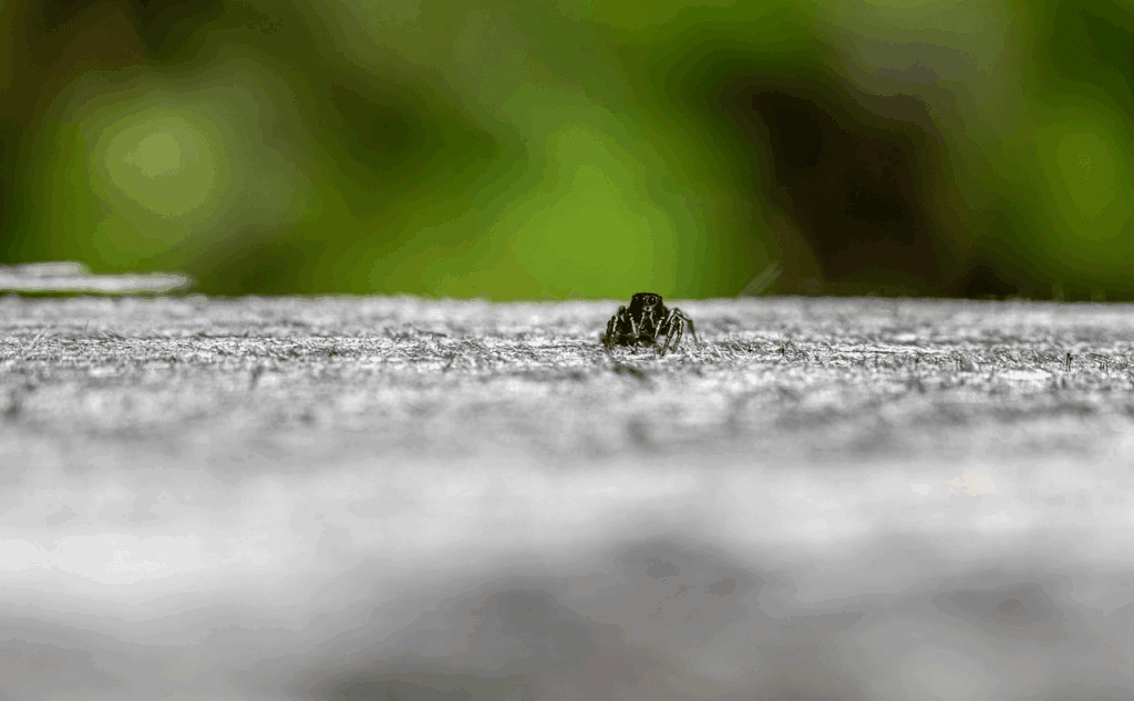 Small spider in sharp focus crawling across a textured surface, with a blurred green background creating a natural outdoor setting.