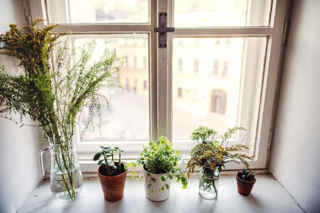 Various indoor plants in pots on a bright windowsill, adding greenery and helping improve home air quality.