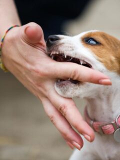 A puppy with a pink collar bites a person's hand, revealing its sharp teeth in a close-up moment.