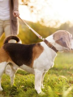 Beagle standing alert on a leash during a walk, guided by a professional dog walker in a peaceful outdoor setting.