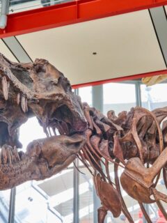 View of a Tyrannosaurus rex fossil skeleton on display in a museum at the California Academy of Sciences in San Francisco, showcasing its large jaw and sharp teeth.