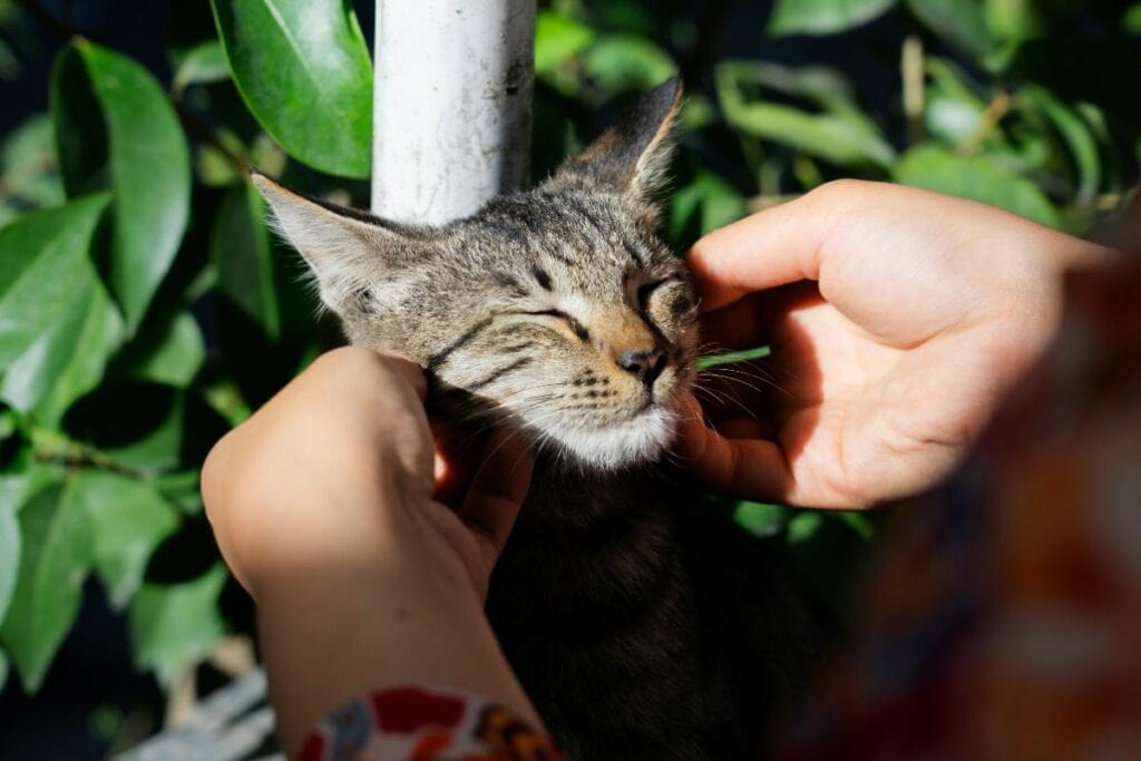 A relaxed tabby cat receives gentle chin scratches from a human hand, highlighting the bond between cats and their caring owners.