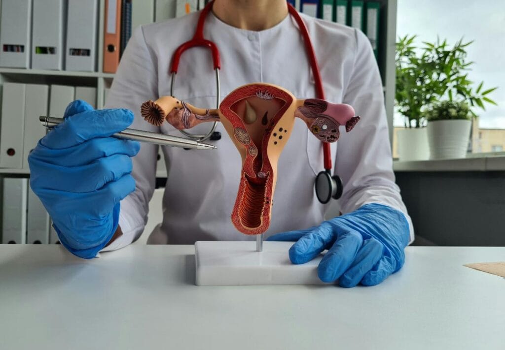 person pointing to a model of a uterus