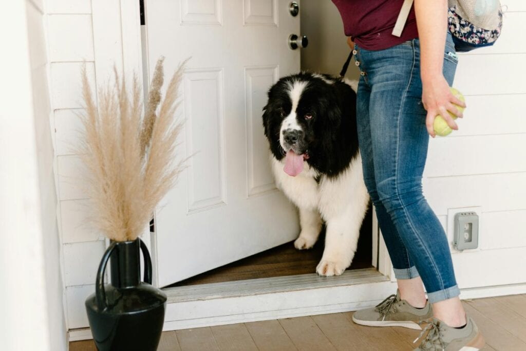 Large fluffy dog stepping out the front door with a professional dog walker holding a tennis ball and leash.