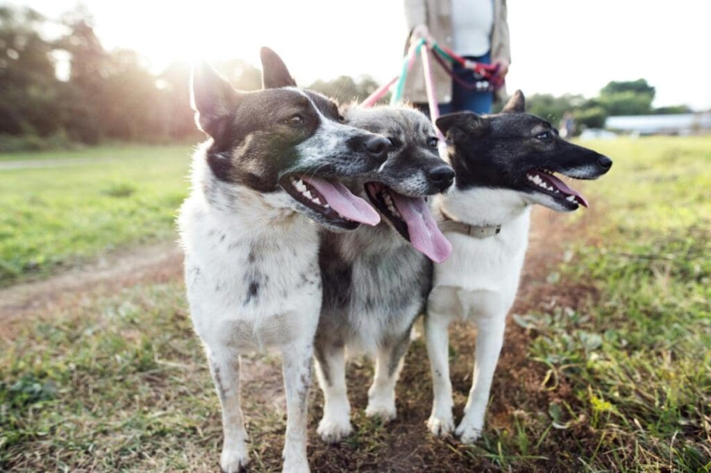 Three happy dogs with tongues out walking side-by-side on leashes, led by a professional dog walker in a sunny field.