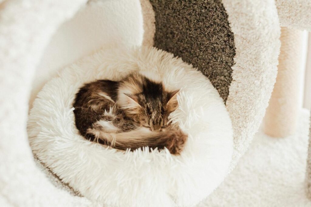 a small Maine Coon kitten curled up asleep on a fluffy white cat bed