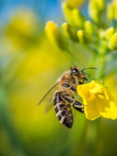 closeup of a bee on a yellow flower