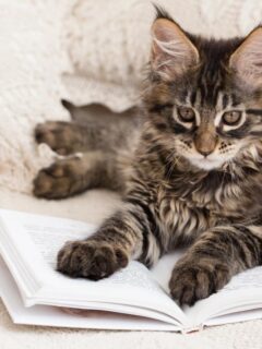 a Maine Coon kitten on a bed resting its front paws on an open book
