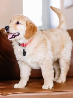 a fluffy golden retriever puppy on a brown leather couch