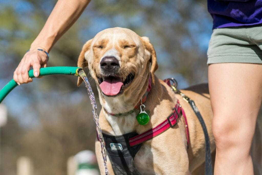 yellow lab drinking water from a hose