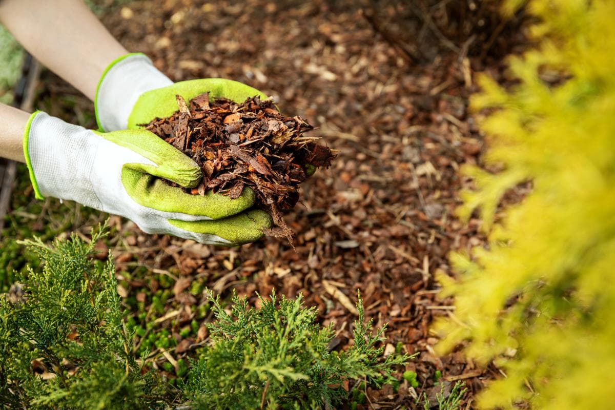 Mulch: The Secret Ingredient for a Thriving Garden