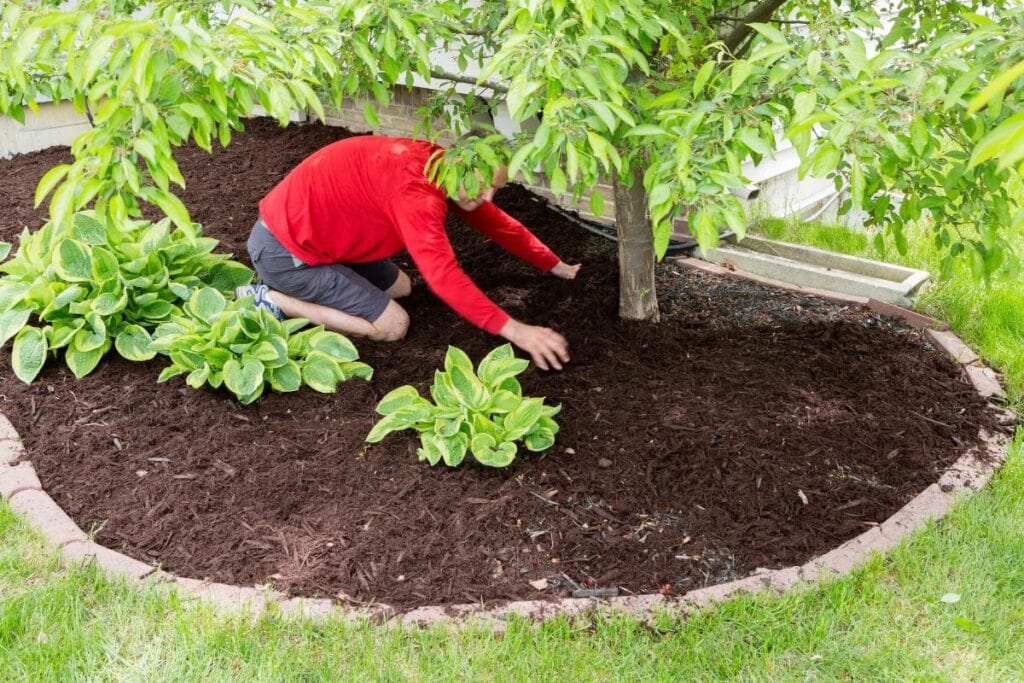 a landscaper placing mulch around a tree and plants