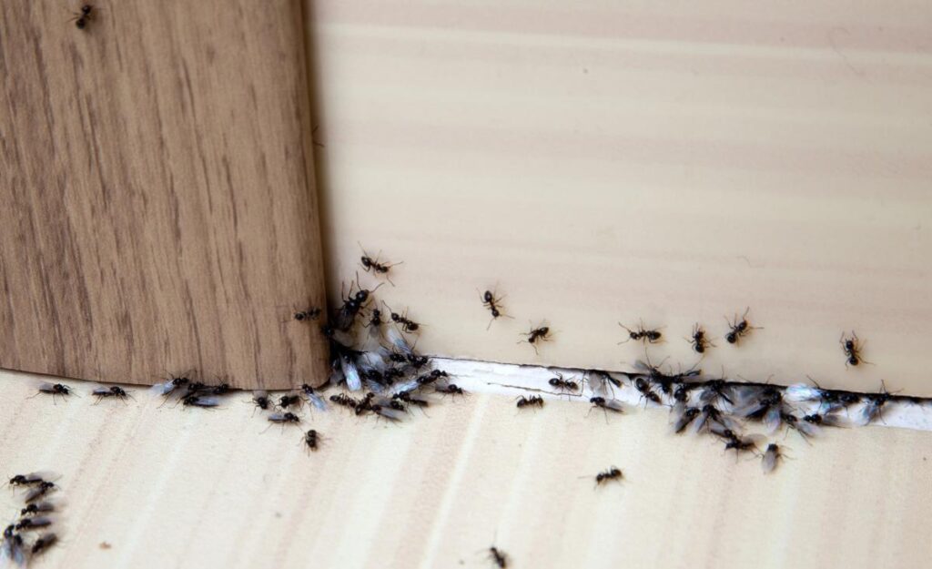 ants coming underneath door