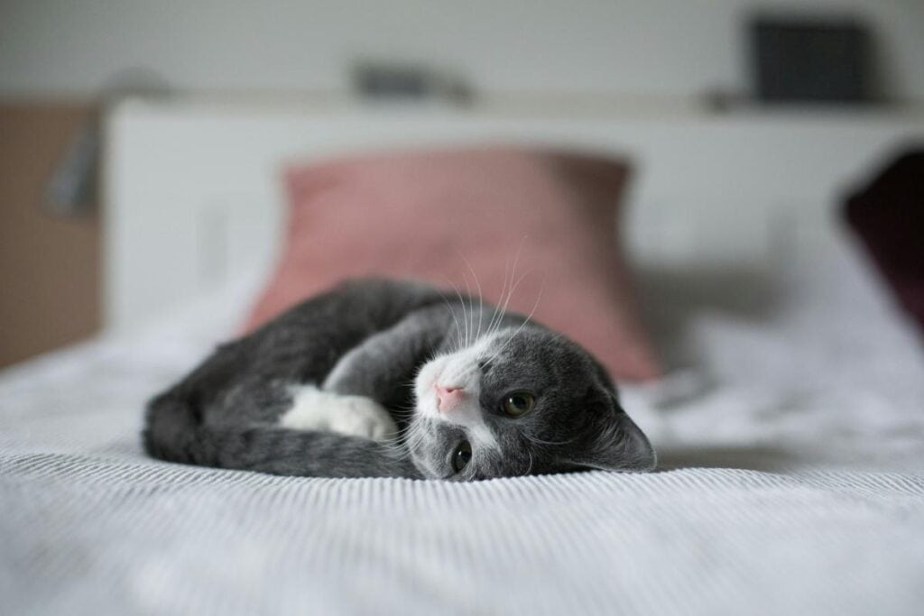 cute cat laying on bed