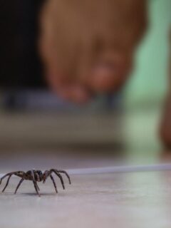 spider walking across floor with man's feet in background