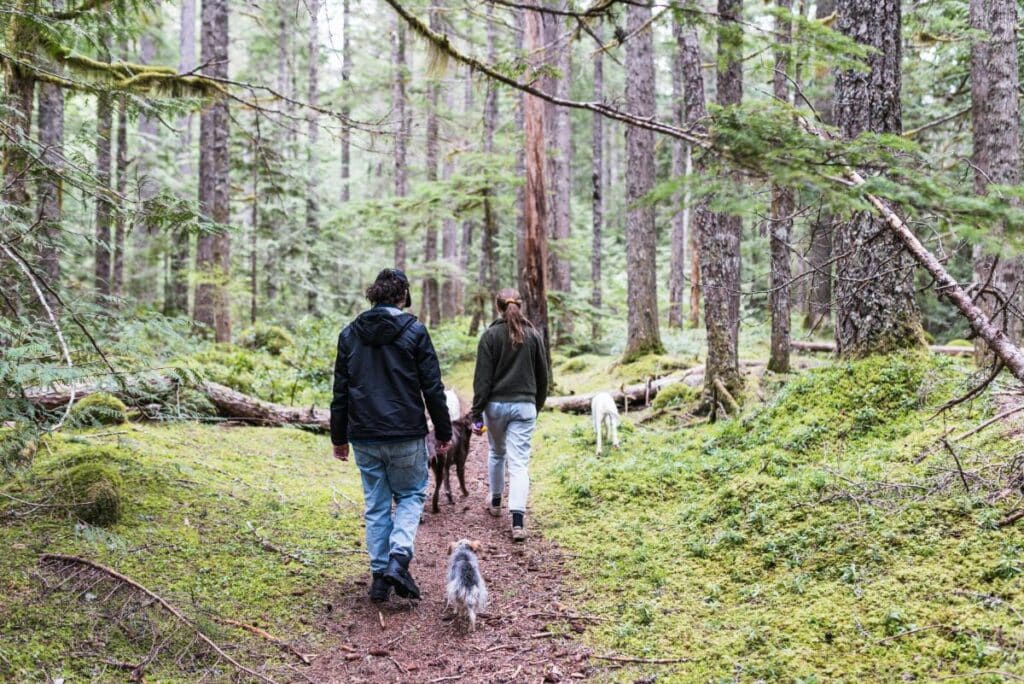 Two people walking several dogs along a forest trail, representing outdoor exercise and daily dog walking routines.