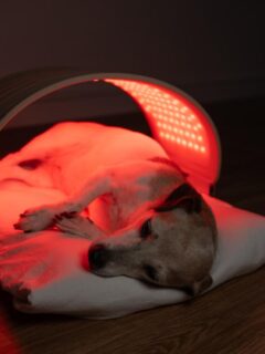 Dog resting on a cushion inside a red light therapy device, illustrating a calming treatment used to support pain relief and recovery in pets.