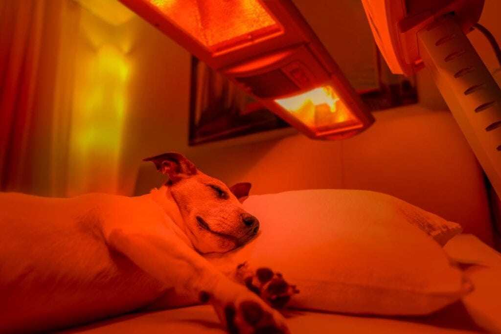 Relaxed dog lying on pillows under red light therapy panels, showing a gentle wellness treatment for pet healing, comfort, and inflammation support.
