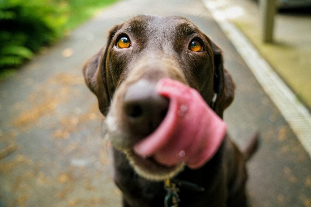 hungry dog with tongue out