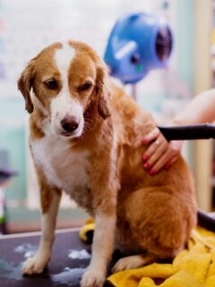 a groomer blow drying a dog after a bath