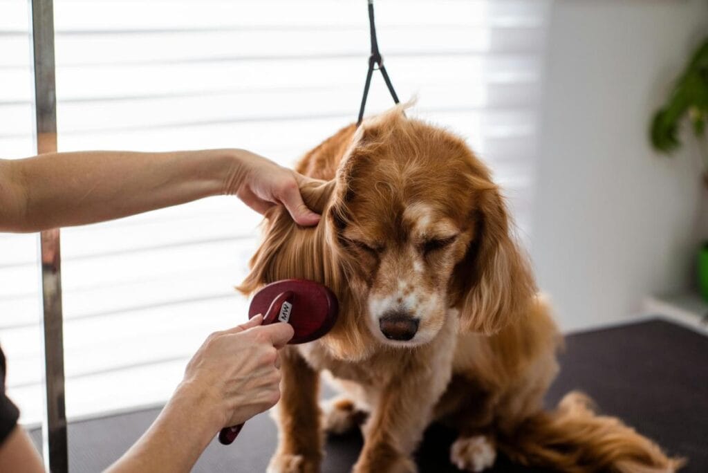 groomer brushing a dog's ears