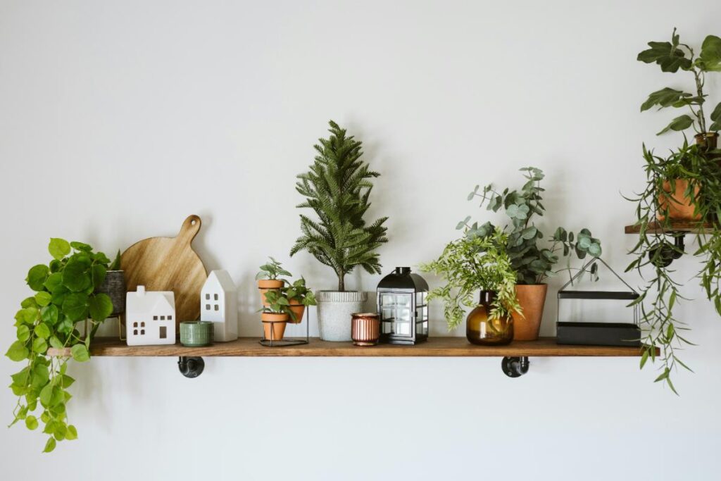 houseplants on a shelf on the wall