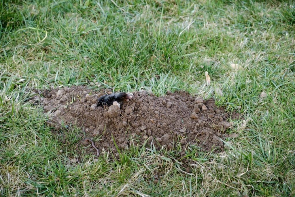 Mole emerging from a dirt mound in a grassy lawn, showing common yard damage caused by underground tunneling pests.
