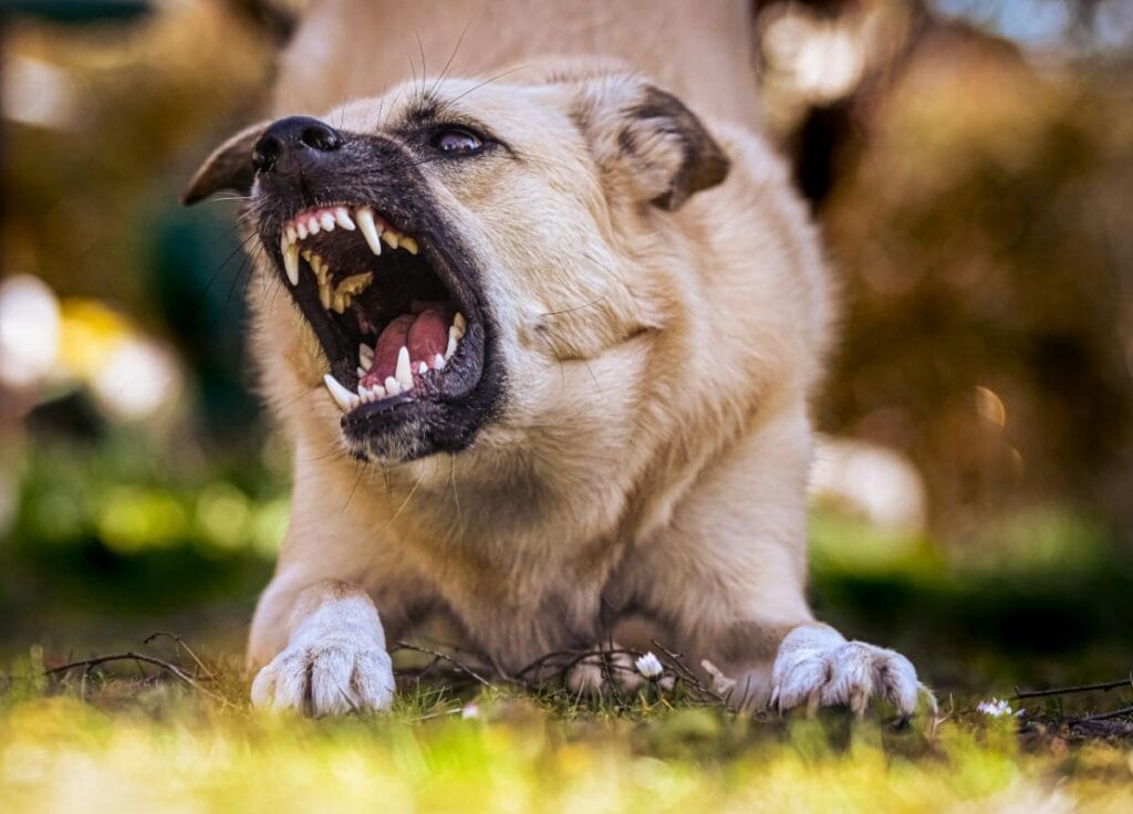 dog baring teeth, unwanted dog behavior