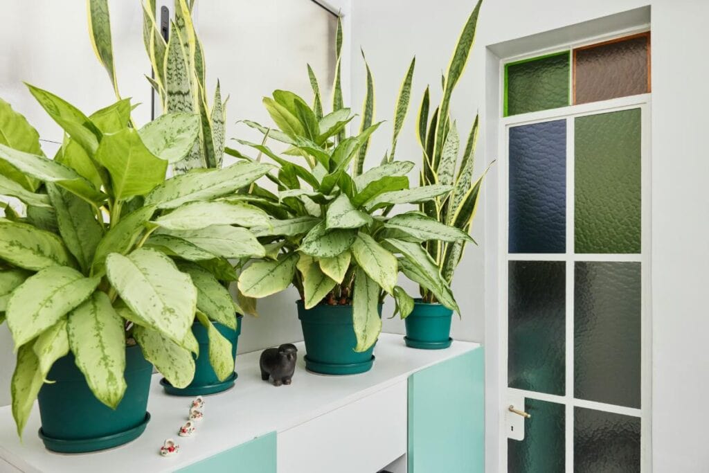 having houseplants can help purify the air in your home