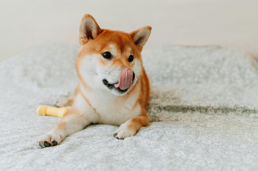 shiba inu on white comforter licking nose