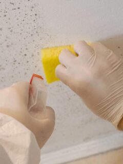 professional cleaning mold off walls