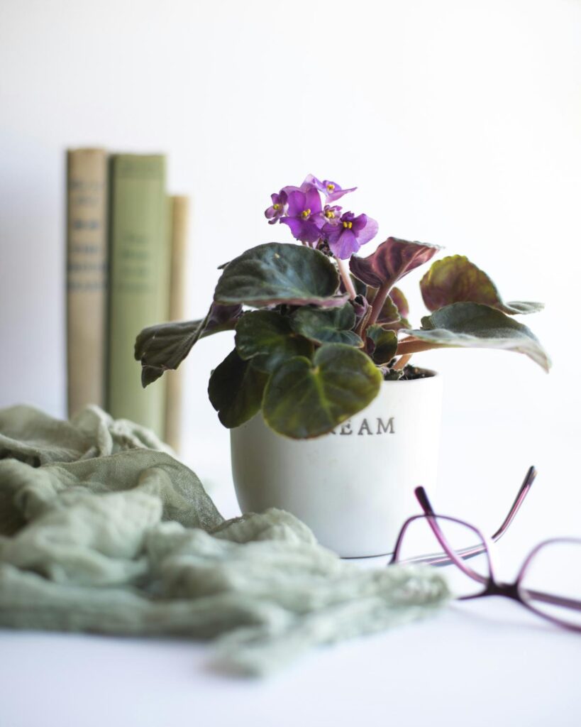 flowering african violet with books on white table