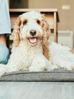 large white dog and woman sitting on floor on dog bed