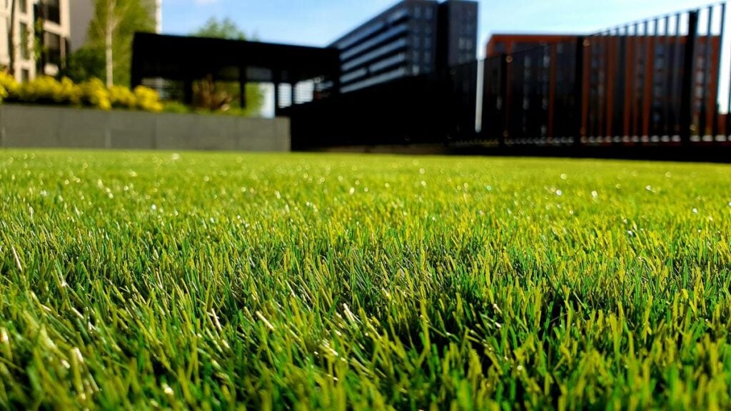 Close-up view of a healthy green lawn with thick grass blades in the foreground and a modern residential backyard in the background.