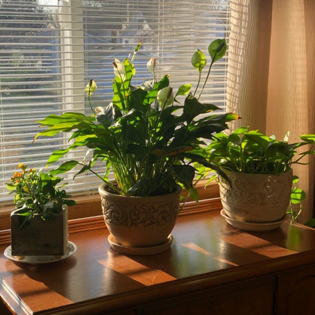 plants in a bright window