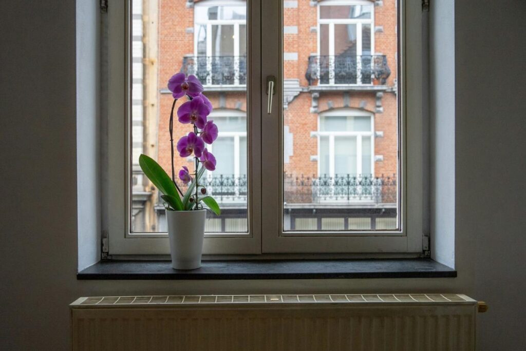 purple potted flowers in a window
