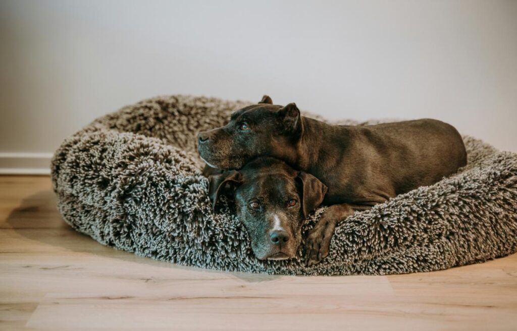 two black dogs cuddled up on a fluffy dog bed