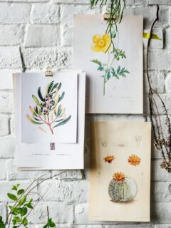 wall art featuring dried flowers, plants, and botanical artwork