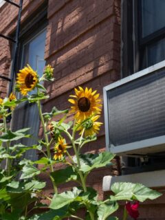 Outdoor air conditioner unit on brick wall with blooming sunflowers.