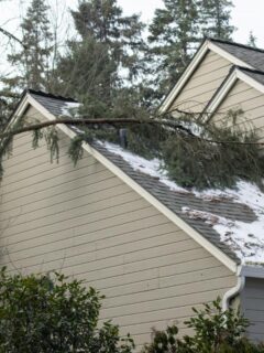 tree on roof of house in winter