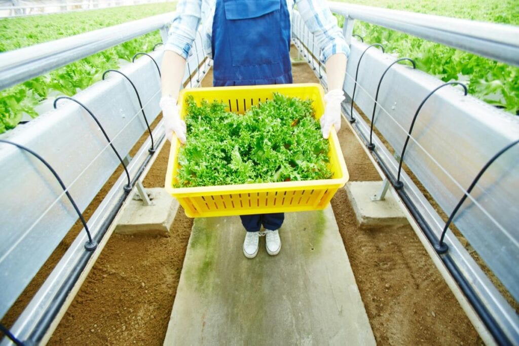 Worker carrying freshly harvested lettuce in a greenhouse.