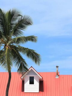 Palm tree beside a home with a red metal roof.